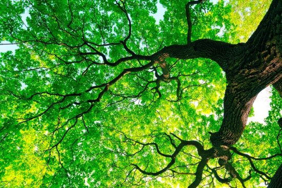 arbre des causes