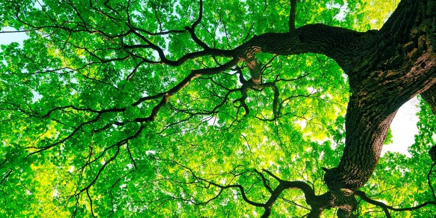 arbre des causes arbre des causes